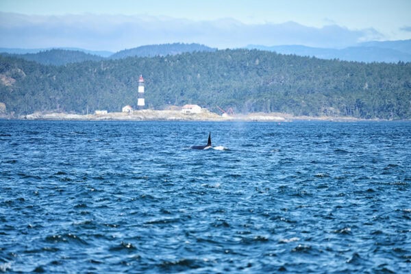 Orcas