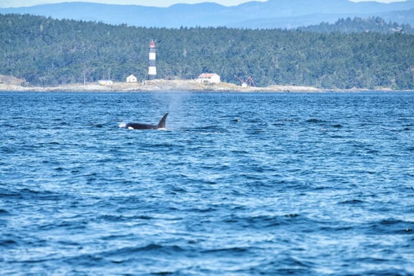 Orcas