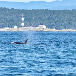 Orca