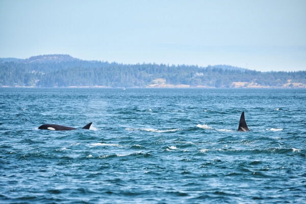Orcas