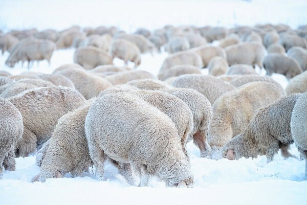 Sheep