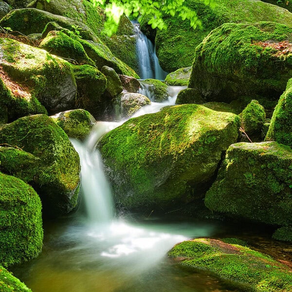 Black Forest Photos
