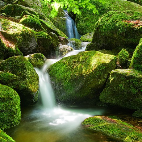 Black Forest Photos Black Forest Photos