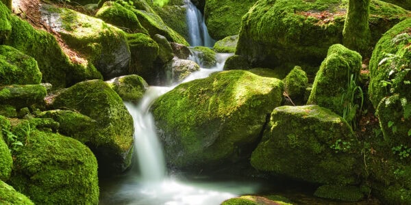 Black Forest Photos