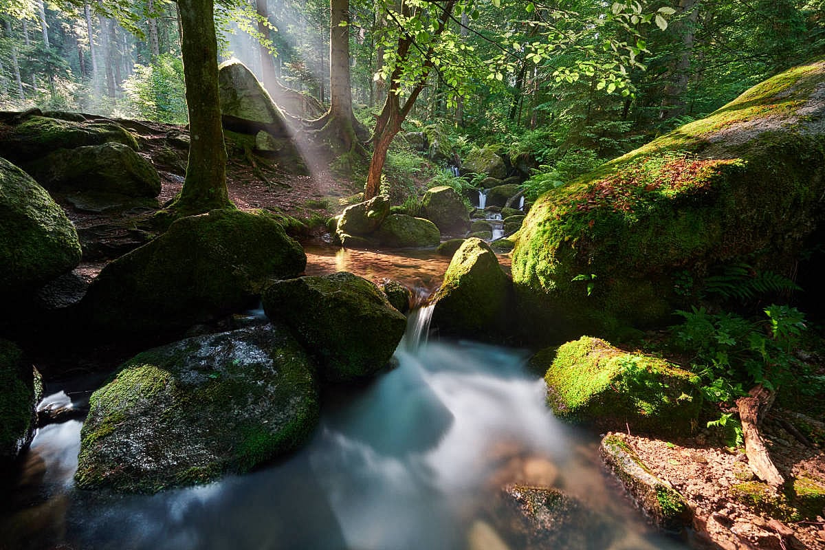 Black Forest Stock Photo