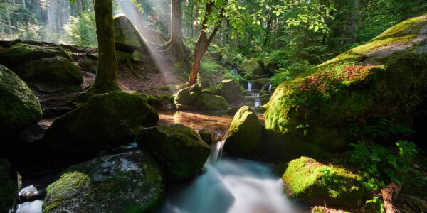 Black Forest Stock Photos
