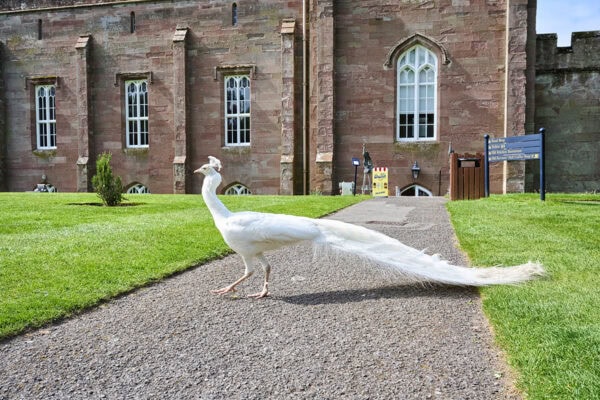 Scone Palace