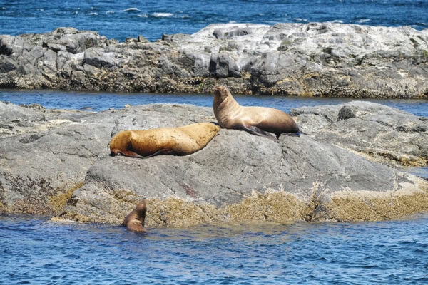 Steller Sea Lions