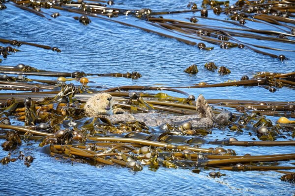 Sea Otter