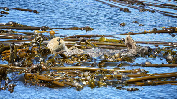 Sea Otter