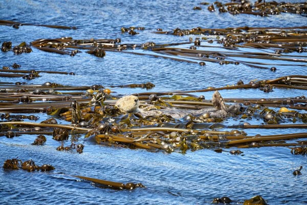 Sea Otter