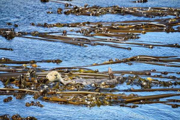 Sea Otter