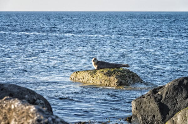 Seal