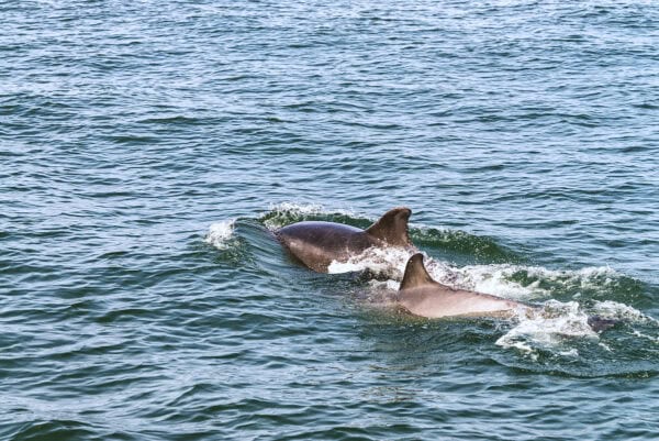 Dolphins Shannon