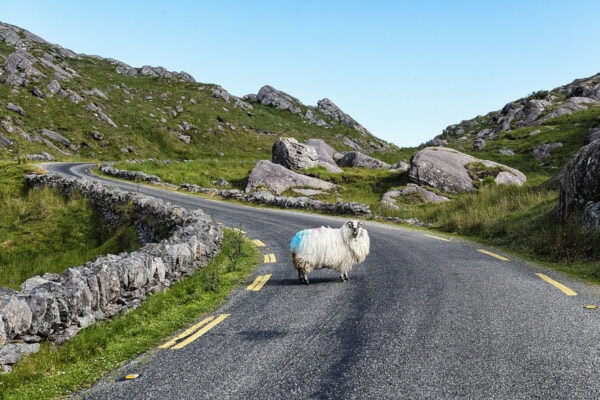 Sheep