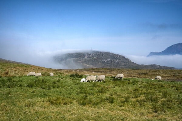 Sheep