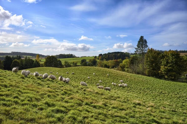 Sheep