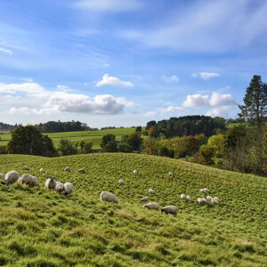 Sheep in Perthshire