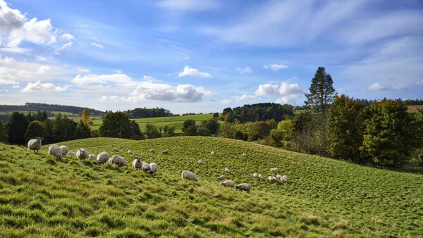 Sheep in Perthshire