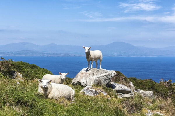 Sheep