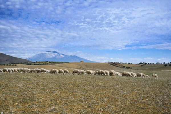 Sheep