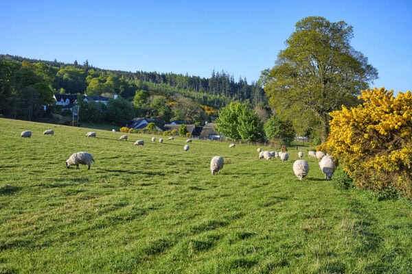Sheep