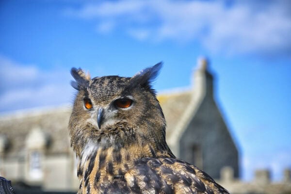 Skaill House Falconry