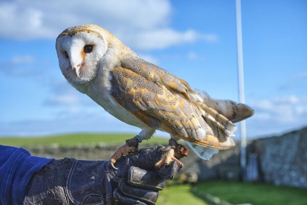 Skaill House Falconry