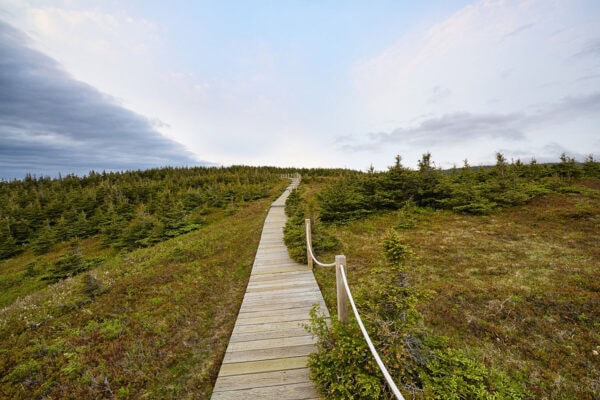 Skyline Trail