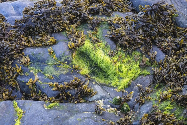 St Patrick's Footsteps