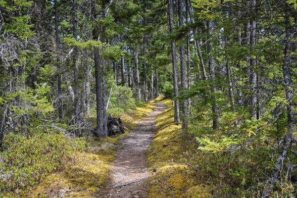 Terra Nova National Park