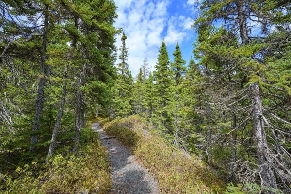 Terra Nova National Park