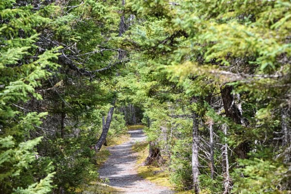 Terra Nova National Park