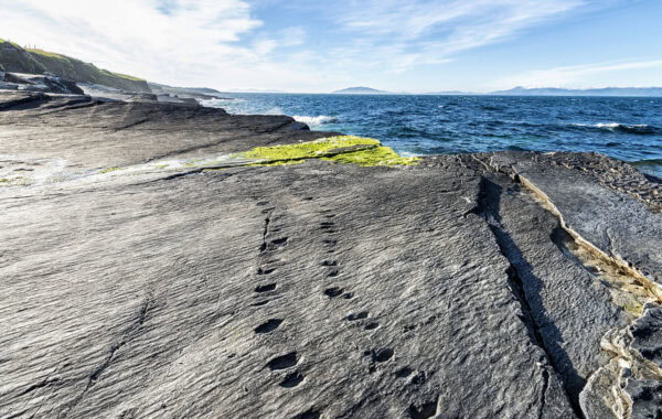 Tetrapod Trackway Valentia