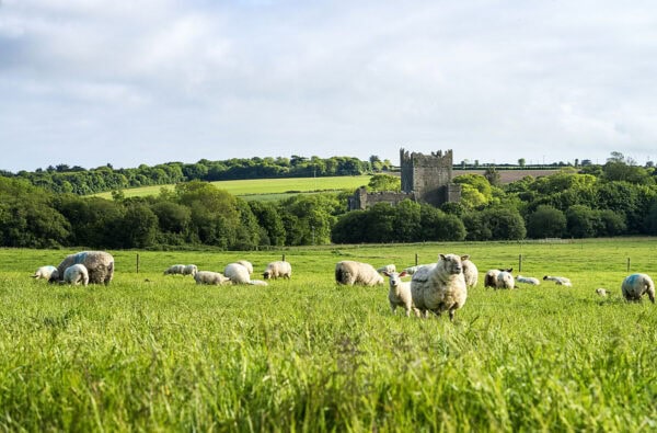 Tintern Abbey
