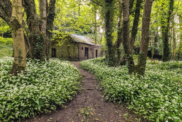 Tintern Forest