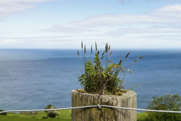 Torr Head Drive
