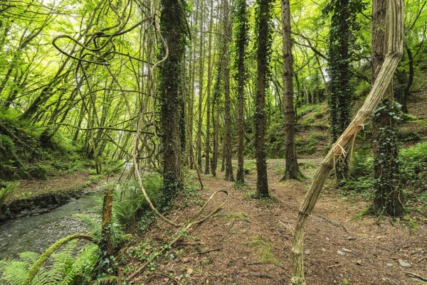 Tracton Woods