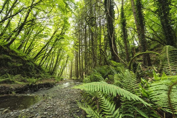 Tracton Woods