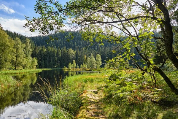 Wildsee