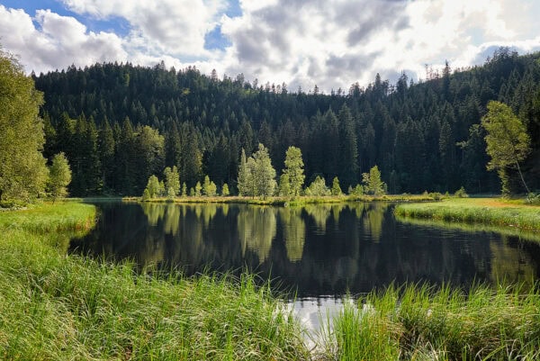 Wildsee