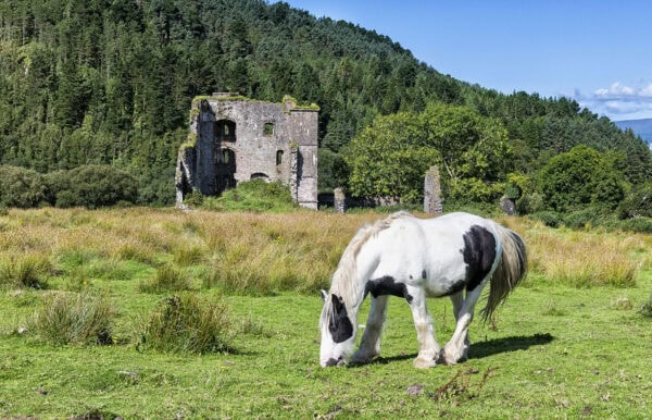 Wynn's Castle