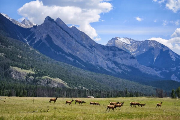 Elks